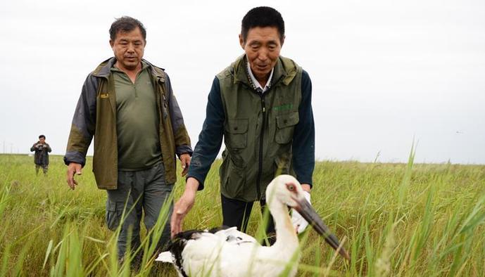 （生態(tài)）（1）國家一級保護(hù)動物東方白鸛在黑龍江受救助并放飛