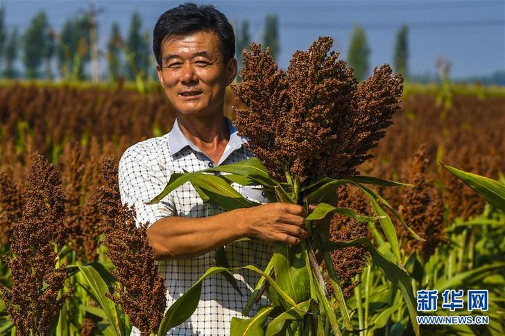 (經濟)(4)河北棗強:扶貧高粱喜豐收