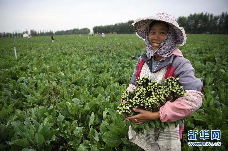 (寧夏60年)(1)黃土高原:冷涼蔬菜“種”出脫貧路