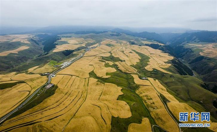 (社會)(4)新疆:天山麥海 開鐮收割