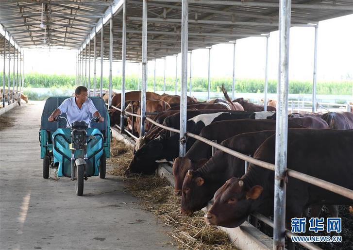 （走基層 聽民聲）（3）河北巨鹿：“托養(yǎng)牛”拓寬精準(zhǔn)扶貧路