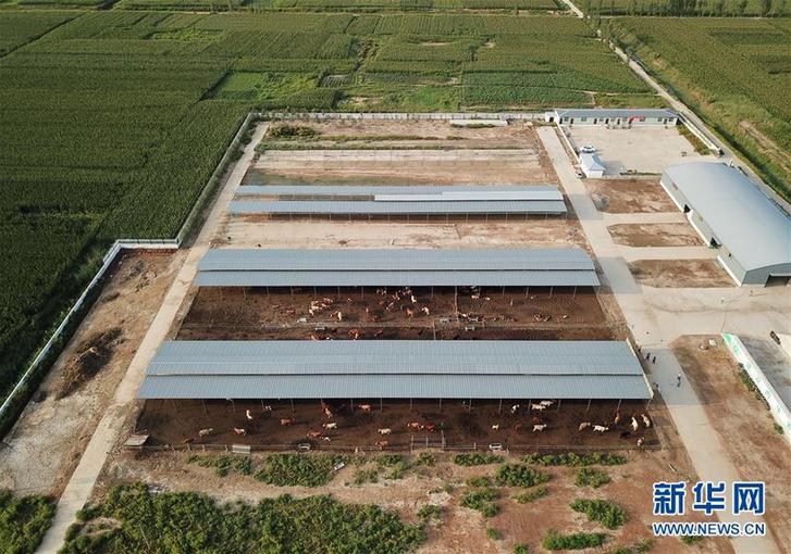 （走基層 聽民聲）（4）河北巨鹿：“托養(yǎng)牛”拓寬精準(zhǔn)扶貧路