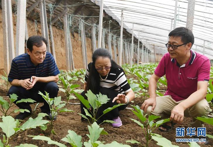 （圖文互動）（1）專家進菜棚 企業贈種苗——山東壽光菜農逐步恢復生產