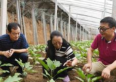 （圖文互動）（1）專家進菜棚 企業贈種苗——山東壽光菜農逐步恢復生產