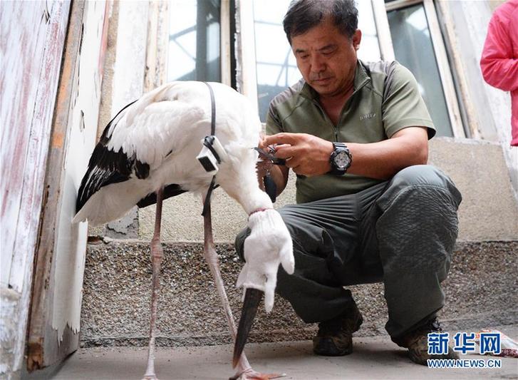(圖片故事)(3)護(hù)鳥人