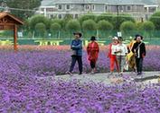 （經濟）（2）甘肅：鄉村旅游讓農民享受“綠色收益”