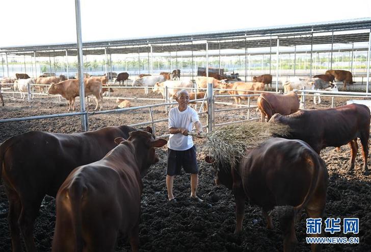 （走基層 聽(tīng)民聲）（2）河北巨鹿：“托養(yǎng)牛”拓寬精準(zhǔn)扶貧路