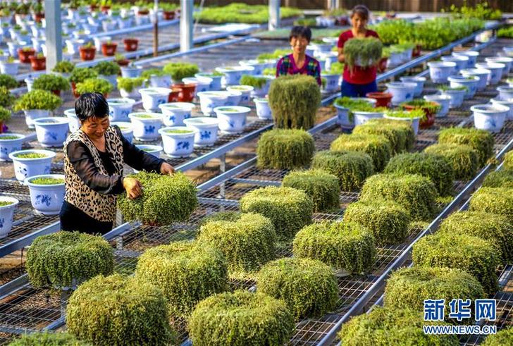 （經(jīng)濟(jì)）（1）河北饒陽(yáng)：盆栽植物俏京津