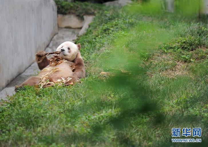 (XHDW·圖文互動)(5)秦嶺棕色大熊貓:“棄仔”到“七仔” 命運大不同