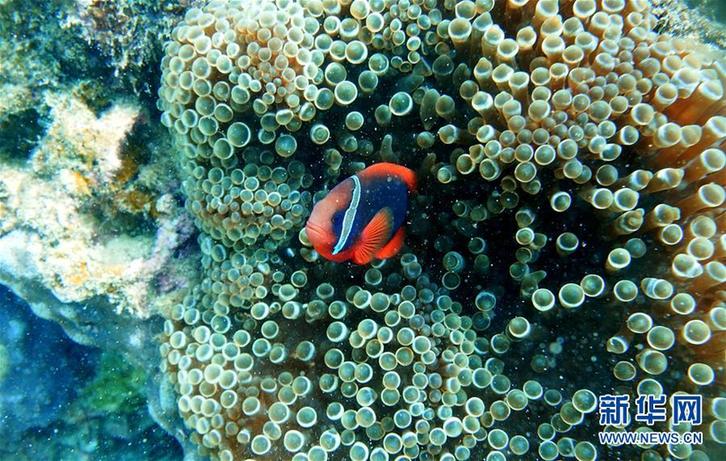 （環境）（1）“魚”你同行