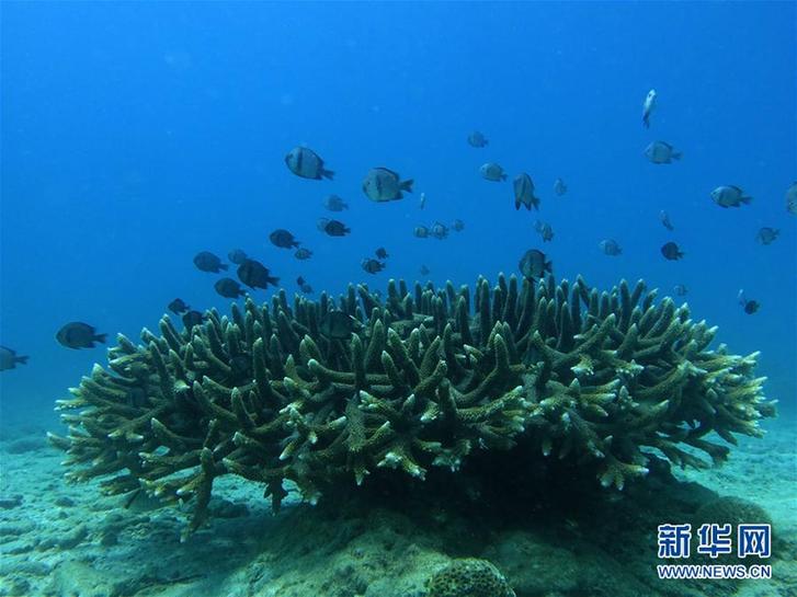 (環(huán)境)(2)“魚”你同行