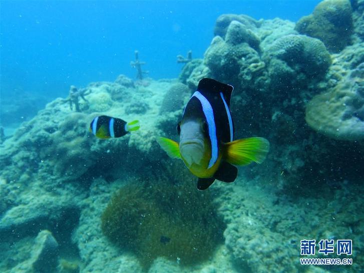 (環(huán)境)(6)“魚”你同行