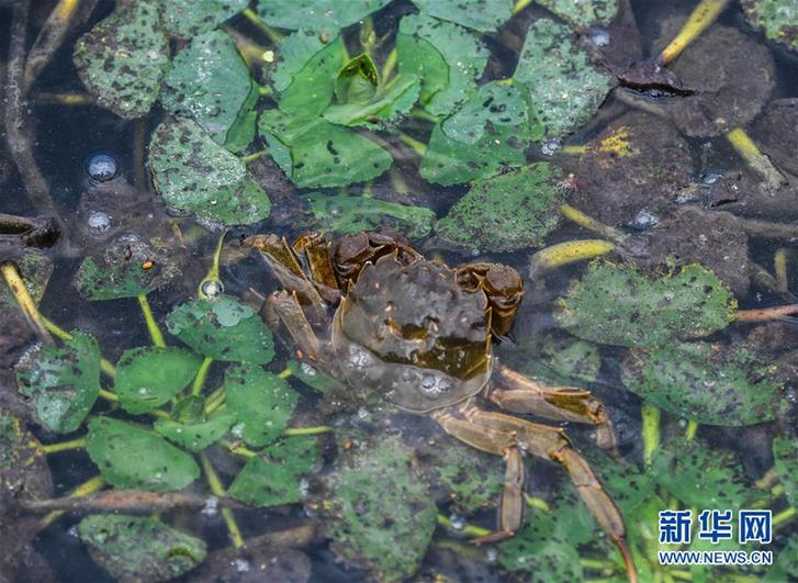 (豐收的味道)(4)太湖“水上牧場”開啟豐收季