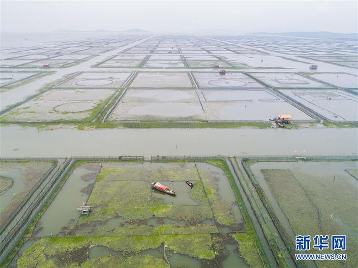 (豐收的味道)(5)太湖“水上牧場”開啟豐收季