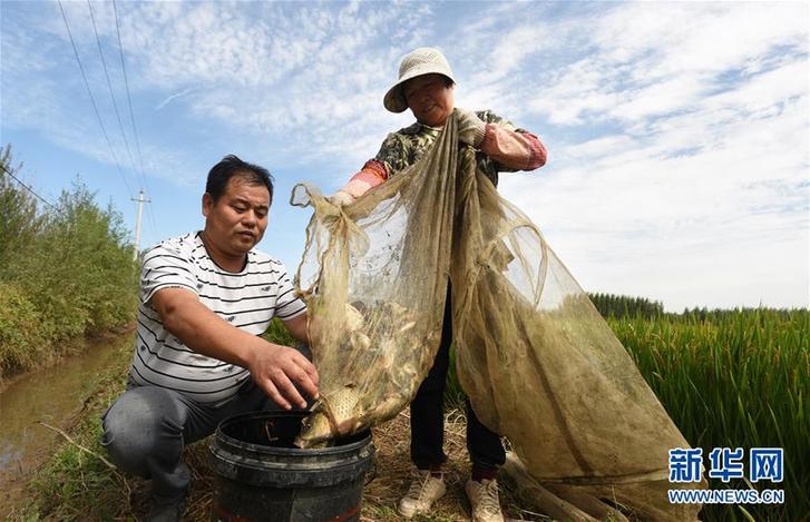 （經濟）（1）河北霸州：稻壯魚肥豐收在望