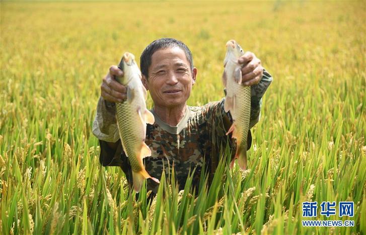（經濟）（2）河北霸州：稻壯魚肥豐收在望