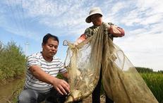 （經(jīng)濟(jì)）（1）河北霸州：稻壯魚肥豐收在望