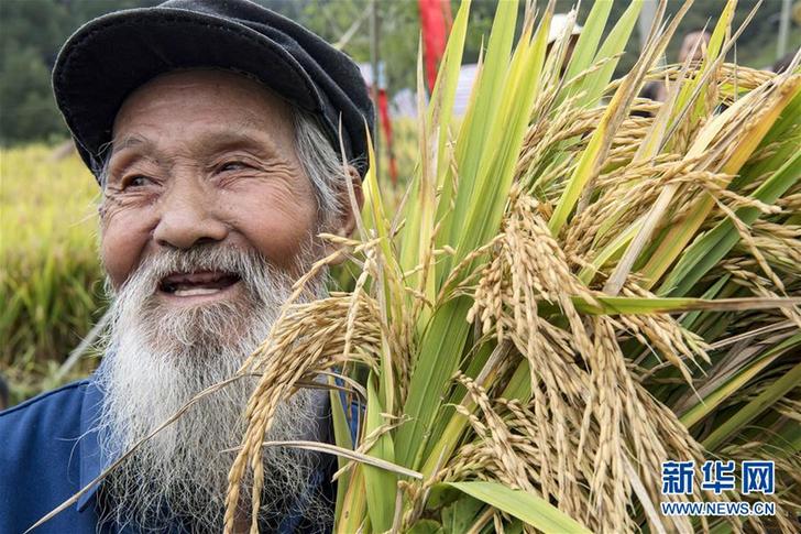 (豐收的味道)(5)古梯田上的豐收打谷節