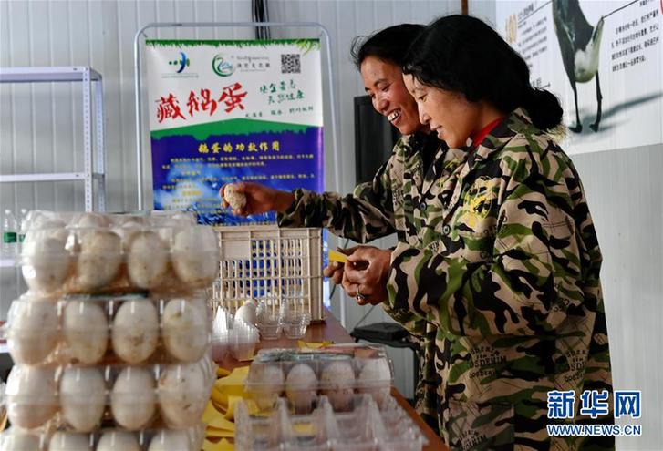 （脫貧攻堅）（3）西藏昌都：生態(tài)鵝養(yǎng)殖助力脫貧