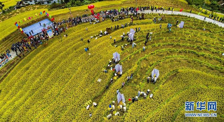 （豐收的味道）（1）古梯田上的豐收打谷節(jié)