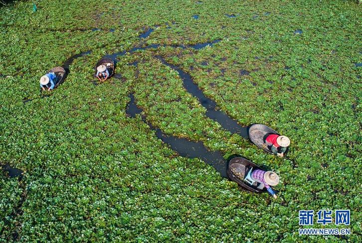 （經濟）（2）浙江湖州：秋風起 采菱忙