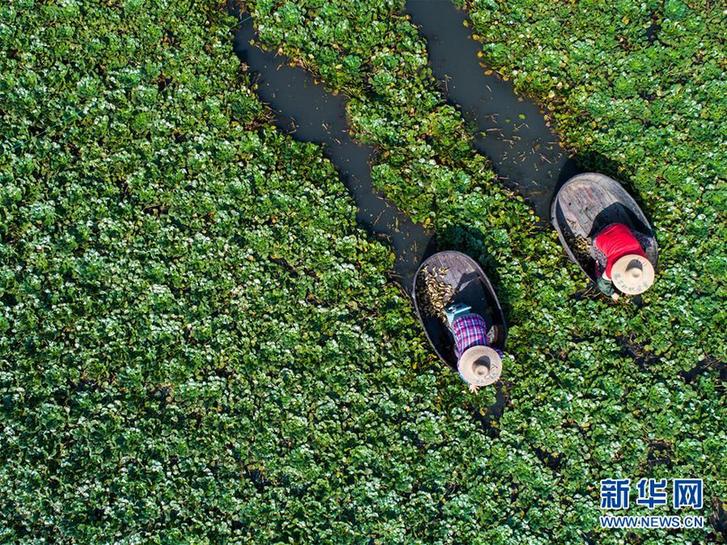 （經(jīng)濟(jì)）（1）浙江湖州：秋風(fēng)起 采菱忙