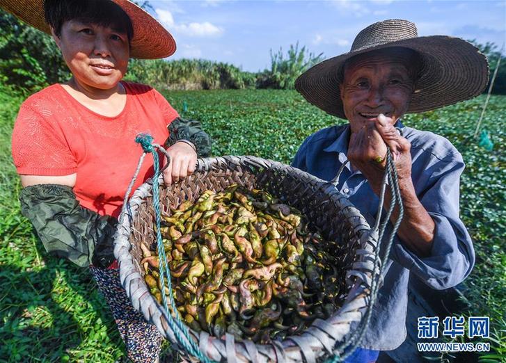 （經(jīng)濟(jì)）（3）浙江湖州：秋風(fēng)起 采菱忙