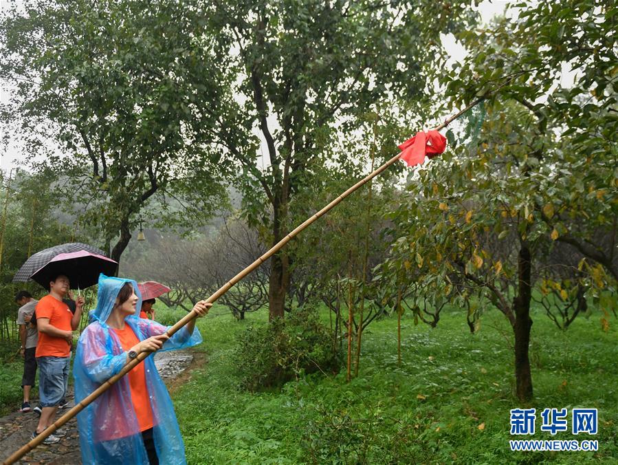 (社會)(5)浙江杭州:2018西溪火柿節開幕