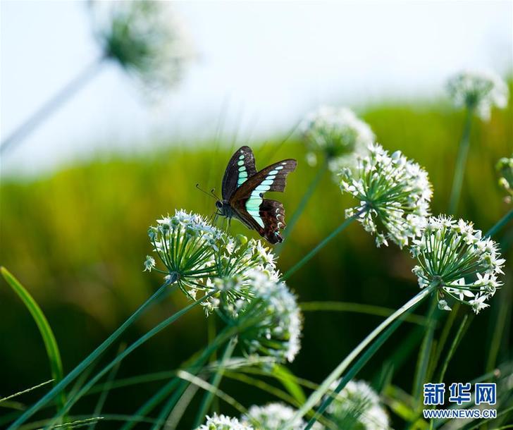 （新華網）（4）農田里的秋蟲私語