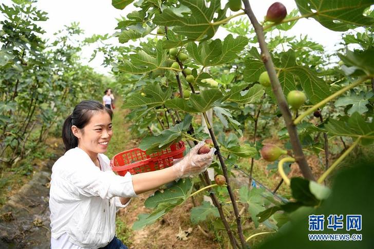 （經濟）（2）安徽：特色種植富農家