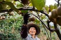 （經濟）（2）安徽：“獼猴桃經濟”助增收