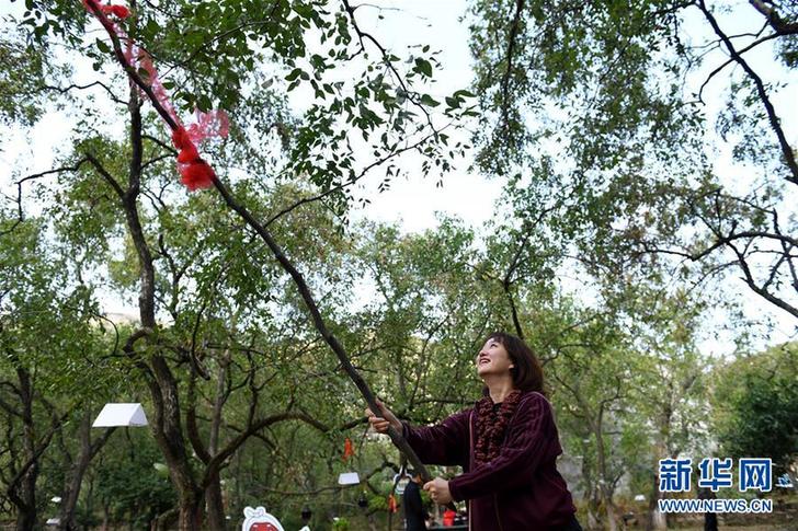 （經濟）（1）陜西佳縣：紅棗種出紅火新生活