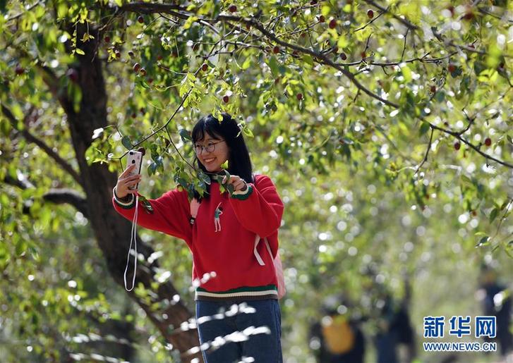 （經濟）（5）陜西佳縣：紅棗種出紅火新生活