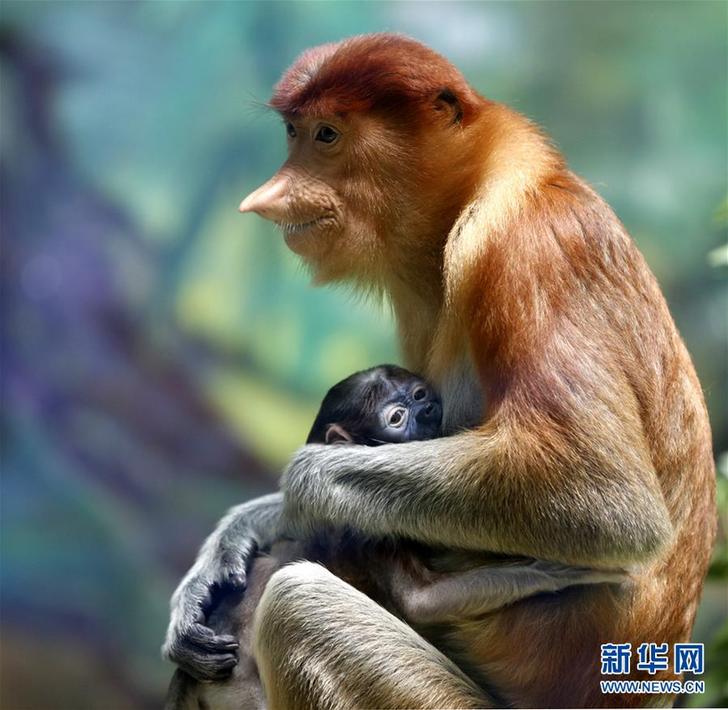 （環(huán)境）（1）廣州長隆成功繁育珍稀大鼻猴