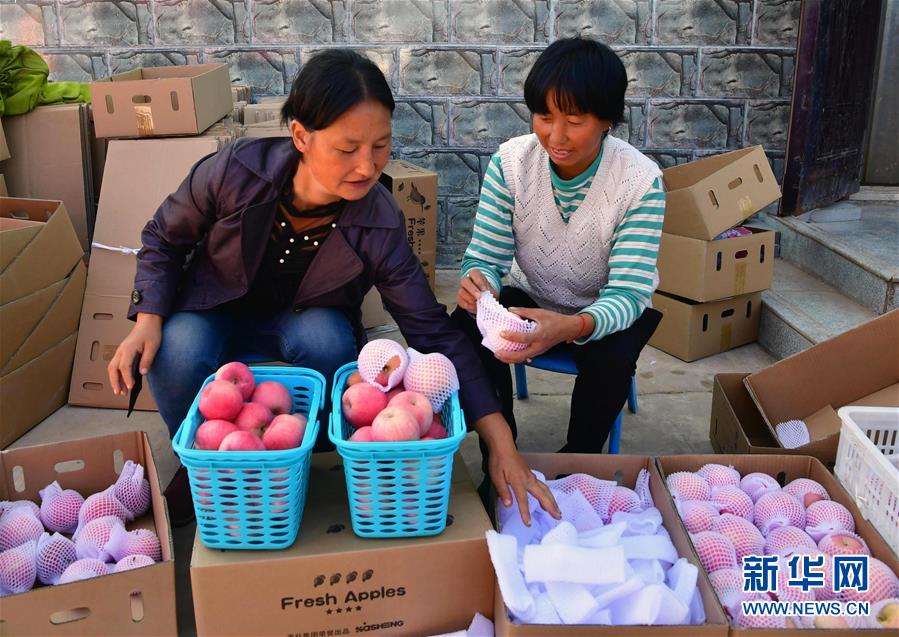 (社會(huì))(3)河南洛寧:金果飄香助農(nóng)脫貧致富