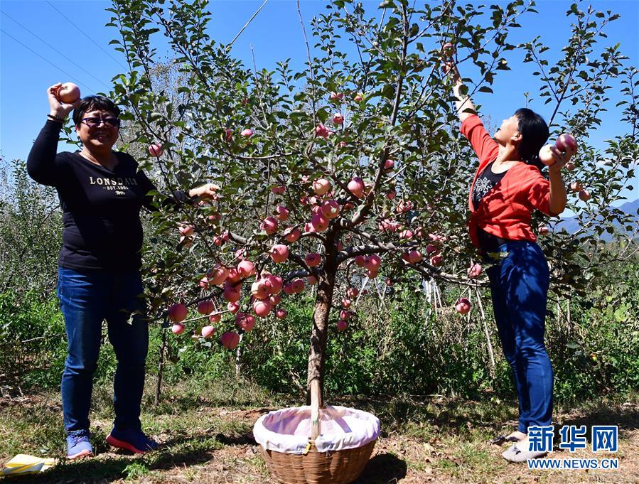 (社會(huì))(5)河南洛寧:金果飄香助農(nóng)脫貧致富
