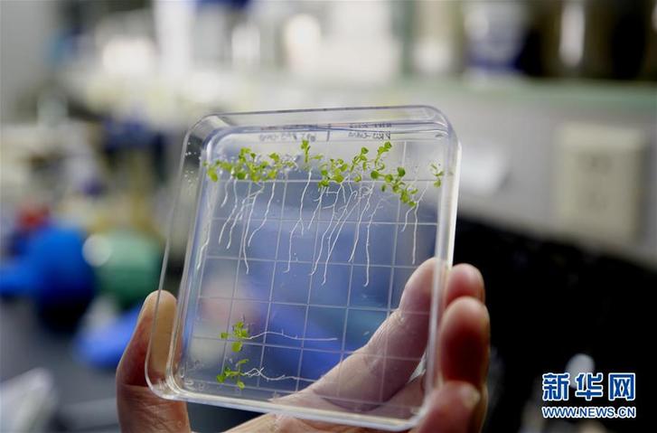 （圖文互動）（1）在太空種糧種菜開花結果 我國首次在天宮二號完成植物生長全過程實驗