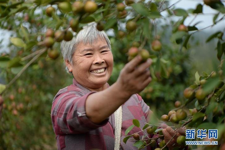 （經濟）（1）貴州玉屏：油茶之鄉采摘忙