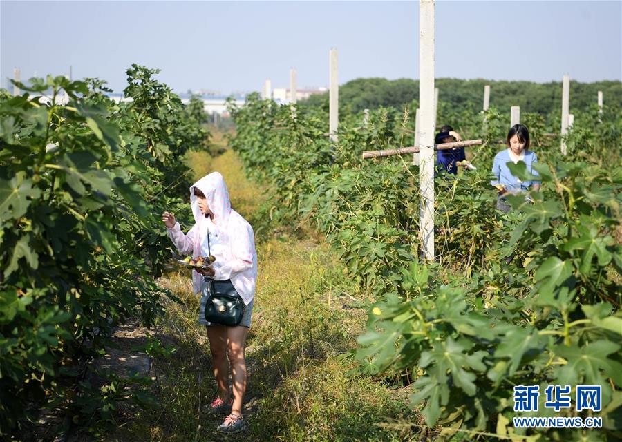 （經濟）（2）安徽肥西：生態農業助增收