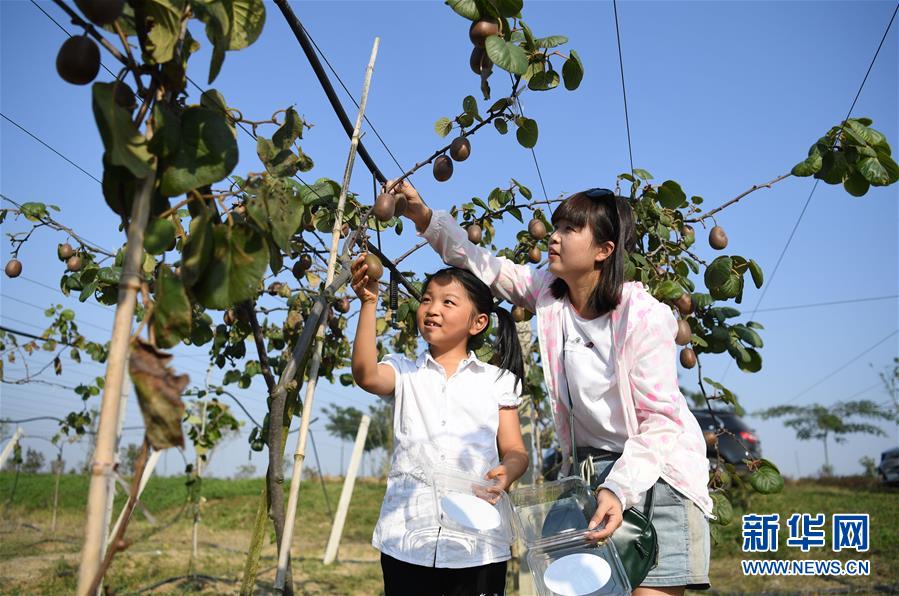 （經濟）（4）安徽肥西：生態農業助增收