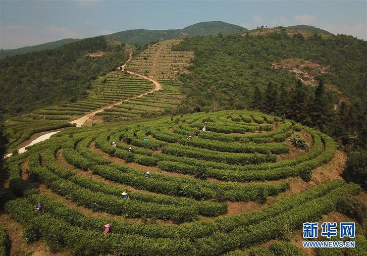 （社會）（4）江西崇義：高山有機茶助力精準扶貧