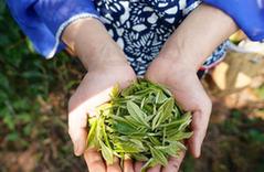 （社會(huì)）（3）江西崇義：高山有機(jī)茶助力精準(zhǔn)扶貧