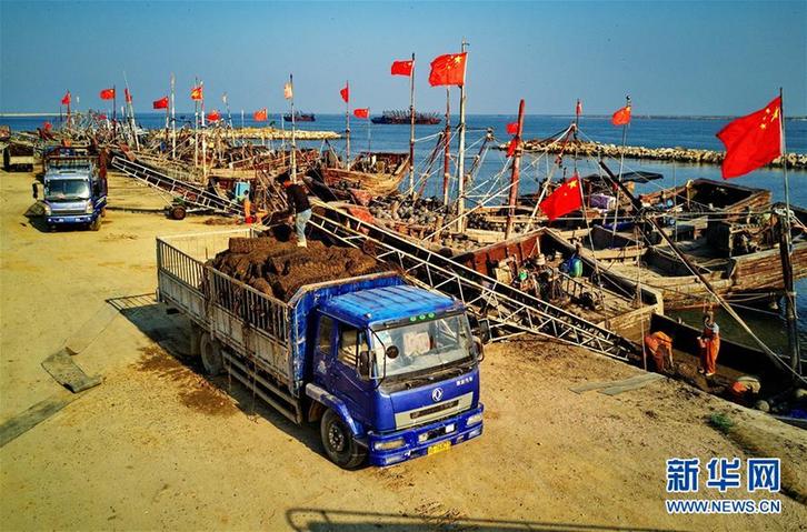 （經濟）（3）河北昌黎：可持續扇貝養殖助環保漁業雙贏