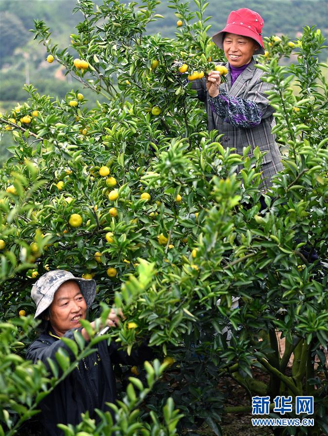 （經(jīng)濟(jì)）（1）江西南豐蜜桔進(jìn)入豐收采摘期