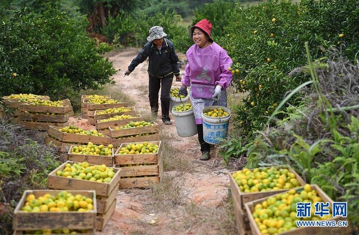 （經濟）（2）江西南豐蜜桔進入豐收采摘期
