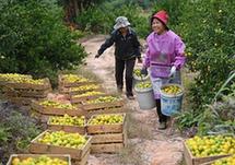 （經濟）（2）江西南豐蜜桔進入豐收采摘期