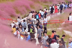 網紅粉草地現身牛崗山公園