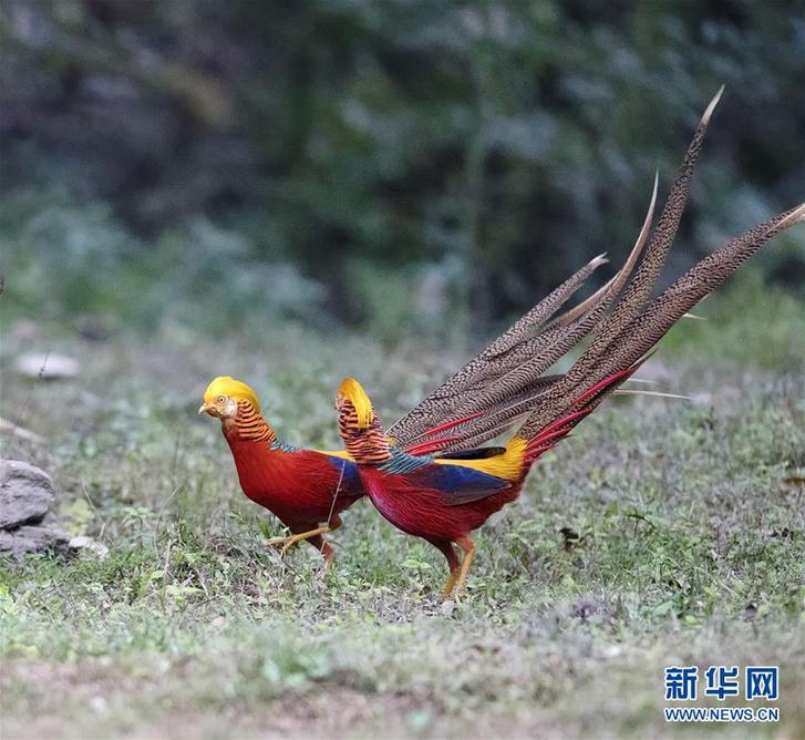 （新華網(wǎng)）（2）光鮮靚麗美“金雞”