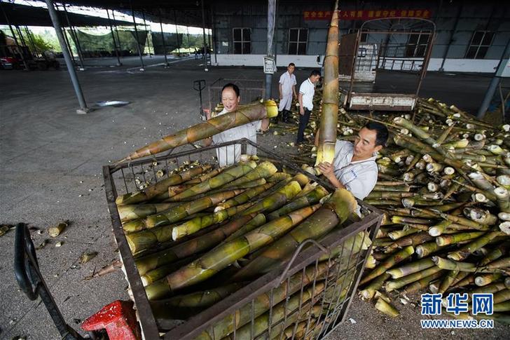 （豐收的味道·圖文互動）（7）重慶榮昌：不一樣的“養豬經”
