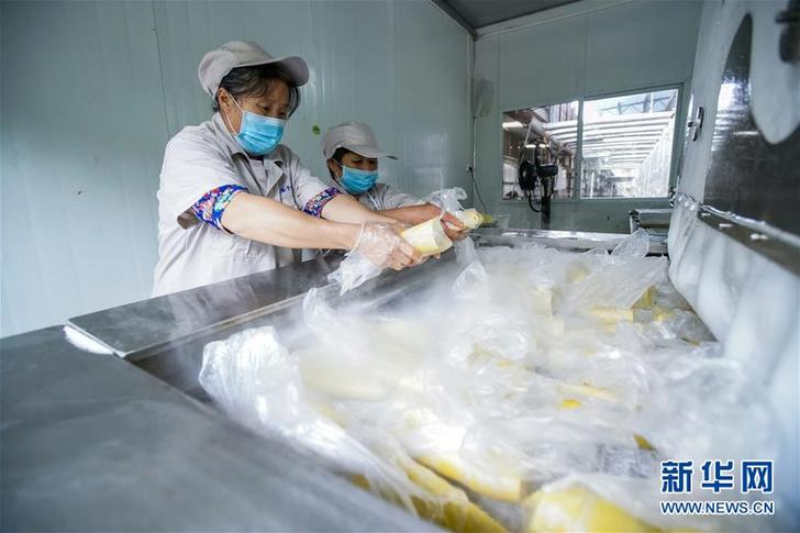 （豐收的味道·圖文互動）（5）重慶榮昌：不一樣的“養豬經”